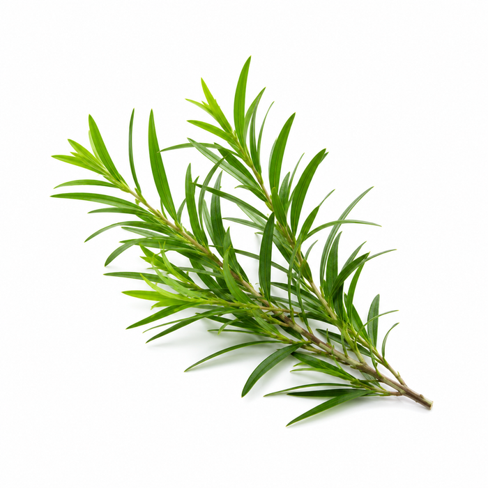 Tea tree