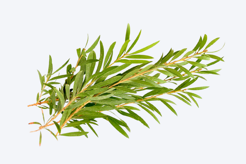 Tea Tree